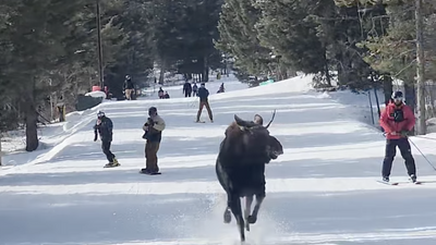 Skier chased by a moose hurtling down Jackson Hole slope