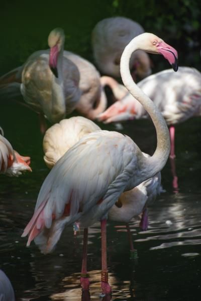 Berlin Zoo's Oldest Resident, Ingo the Flamingo, Passes Away