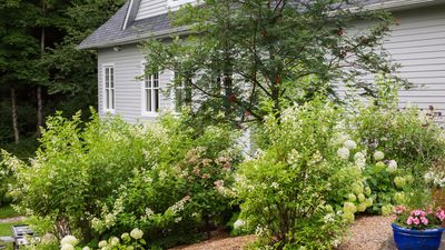 Landscaping with shrubs – 10 ways to bring these wonderful, woody plants into your plot