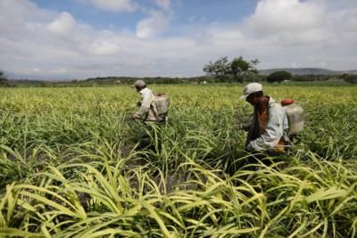 USDA plans to import pricier sugar due to Mexican supply shortage