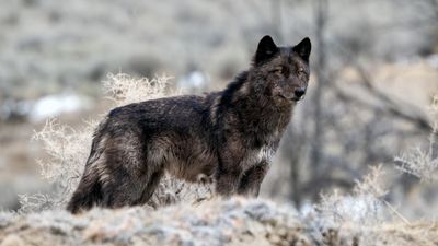 Yellowstone's shirtless wolf-chaser back in the spotlight