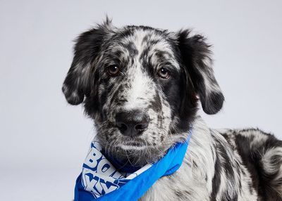 Puppy Bowl 2024: Meet 40 of the utterly adorable puppies of Team Fluff and Team Ruff