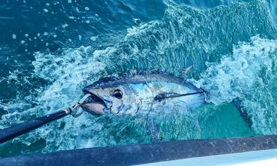 ‘It’s a bucket-list fish’: bluefin tuna are back in British seas – and so are the fishing boats