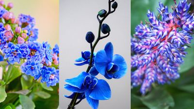 Best blue houseplants – to create a calm indoor environment