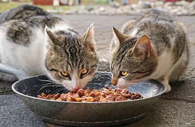 Best Wet Cat Food Of 2024: Purr-fect Nourishing Choices For Your Feline Friends