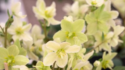 How to grow hellebores in containers – planting ideas for winter displays