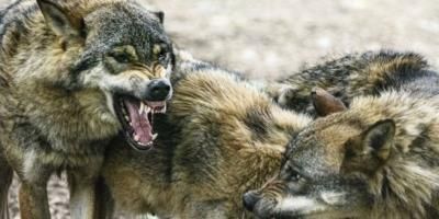 Wolves in Chernobyl Exclusion Zone show increased resilience to cancer