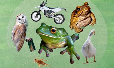 The native Australian frog call quiz: is it a frog – or a distant motorbike revving?