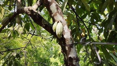Rubber farmers hopeful as cocoa beans see surge in prices