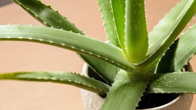 How to repot aloe – and avoid transplant shock by following our expert advice