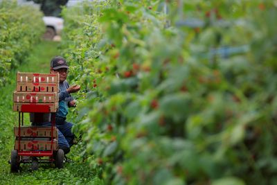 ‘Overtly racist’: Lawsuit challenges Canada’s migrant farmworker system