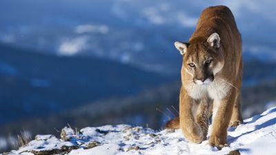 "It was a [expletive] cat" – Colorado man says dog attacked by mountain lion; wildlife officials are skeptical
