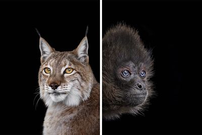 74 Captivating Studio Portraits Of Wild Animals Captured By Brad Wilson