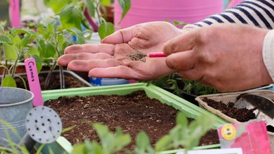How to order seeds for this year’s garden – 6 rules a professional always follows