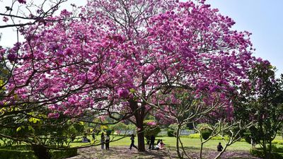 Traffic movement allowed inside Cubbon Park on second and fourth Saturdays