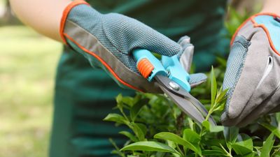 8 Flowering Shrubs You Should Definitely Prune in February — Are Your Garden Plants on the List?