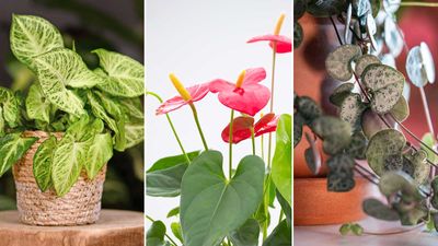 Best houseplants with heart-shaped leaves – 5 expert picks for Valentine's Day