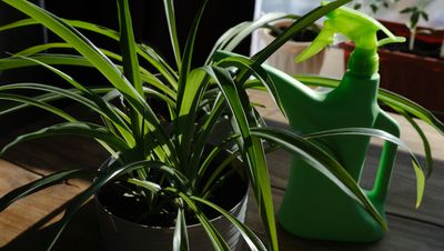 How often to water a spider plant: gardeners reveal how to keep them hydrated and healthy