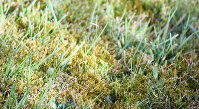 How to Get Rid of Moss in Lawns — 5 Tricks to Remove Unwelcome Tufts From Turf Come Springtime