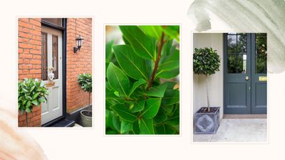 Why are my bay tree leaves turning brown and how can I fix it? Experts offer advice
