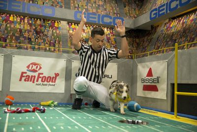 How to watch the 2024 Puppy Bowl live on Sunday: Time, channel, streaming info and more