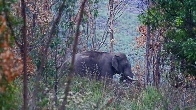 Kin of wild elephant attacks in Munnar await compensation
