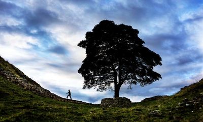 In brief: Splinters: A Memoir; Fervour; Elderflora: A Modern History of Ancient Trees – review