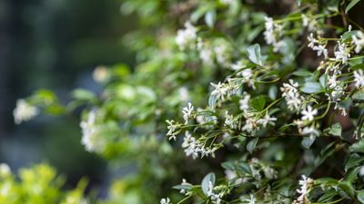 How to prune star jasmine – and keep this vigorous climber under control