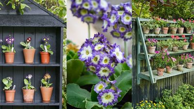 What is an auricula theater – and why we love this delightful English country garden method of displaying spring flowers