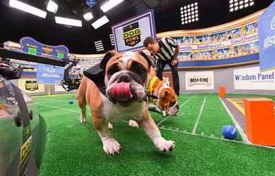 These very good dogs enjoying the Puppy Bowl will make your entire day