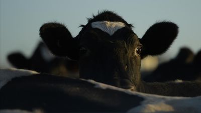 Anthrax outbreak kills cattle on Victorian property