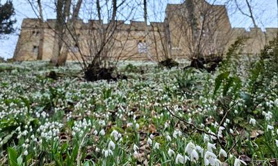Country diary: Snowdrops tumble down from high curtain walls