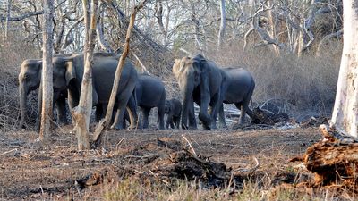 Human-wildlife conflicts | Inter-State panel with Kerala, Karnataka and Tamil Nadu officials formed