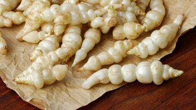 How to grow Chinese artichokes – a distinctive and rewarding crop with a unique flavor