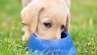 Prebiotics and probiotics for dogs: do they really need them?
