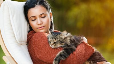 32 low energy cat breeds for owners who just want to chill