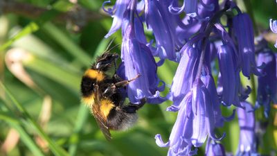 How do insects know which flowers have pollen?