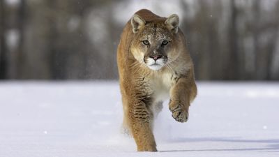 “That’s the risks you take when you go out of bounds" – Utah man fights off starving mountain lion with snowboard