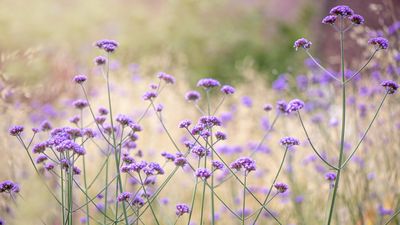 How to grow verbena – the flowering plant that is popular with pollinators