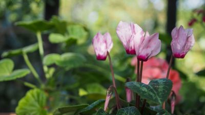 Best spring flowers for shade – 5 blooms that don't mind hiding from the sun