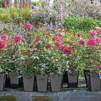 Can you prune roses in February? Absolutely, if you follow these expert tips