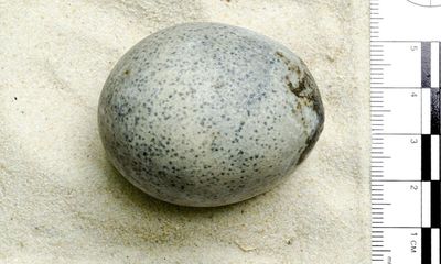Roman egg found in Aylesbury still has contents after 1,700 years