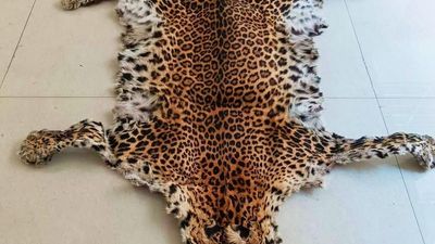 Odisha STF arrests person possessing leopard skin from Kandhamal