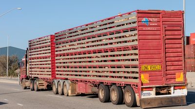 Future of animals on live export ship still unknown