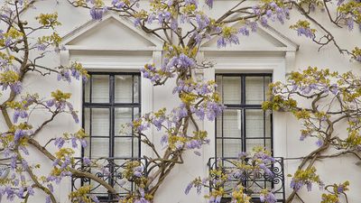 When to prune wisteria? Tips to get the timing right for the look and health of this climber
