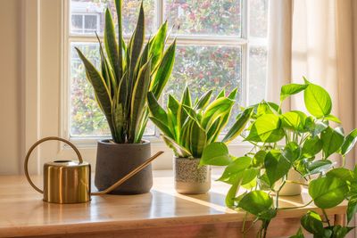 6 Common Snake Plant Care Mistakes to Avoid, According to Experts