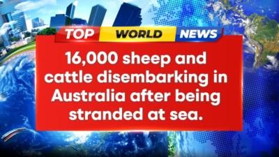 16,000 stranded sheep and cattle disembark in Australia; quarantine awaits