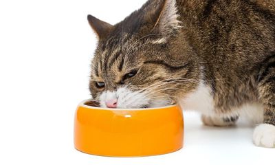 200 cats, 200 dogs, one lab: the secrets of the pet food industry