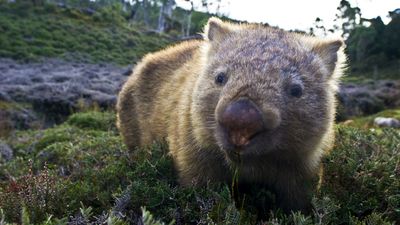 Watch this cute wombat find new use for hiker’s trekking poles