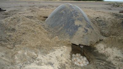 Andhra Pradesh government bans fishing within 5 km radius of Hope Island to check death of Olive Ridley turtles